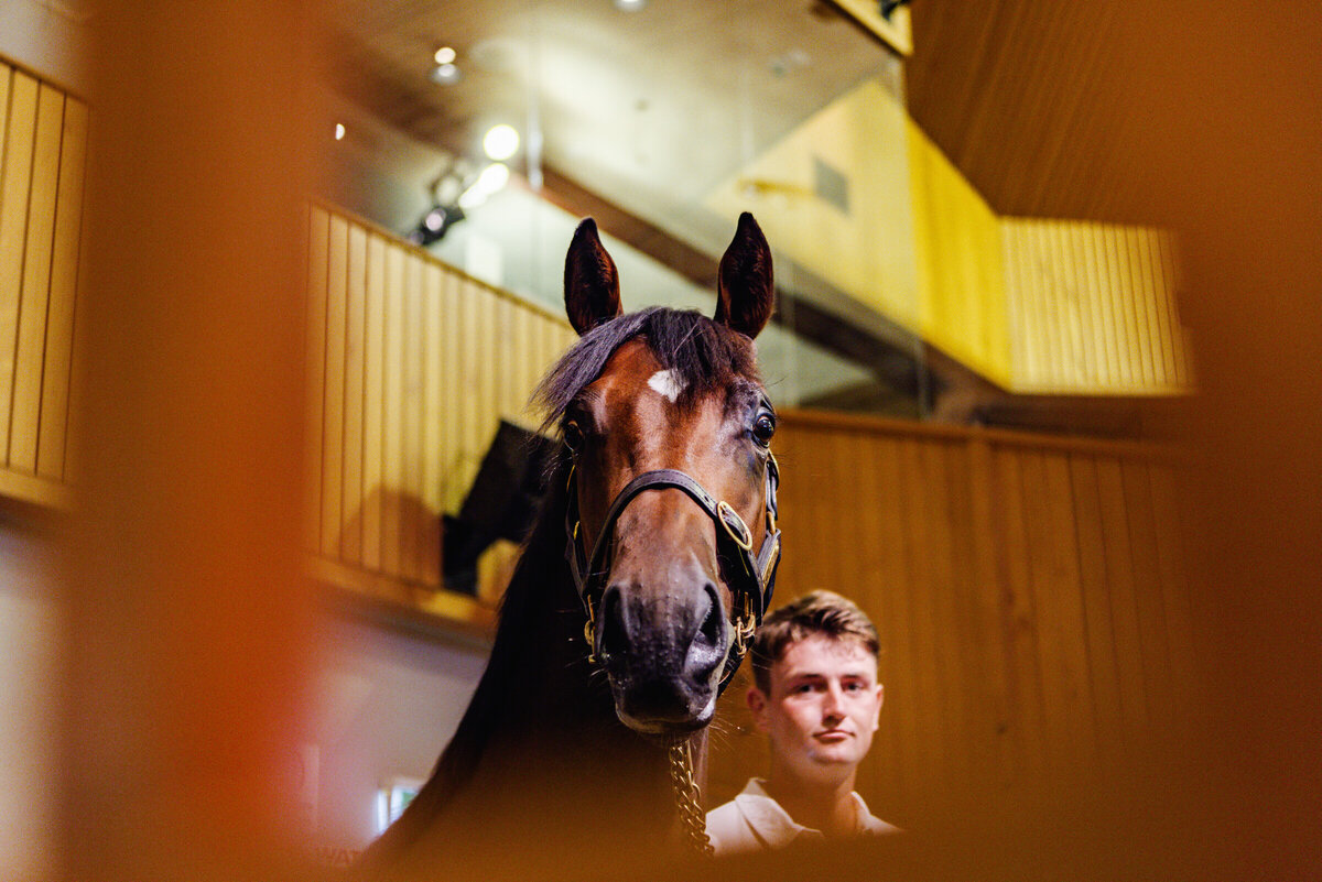 2024 Online Yearling Sale Live on Gavelhouse Plus New Zealand