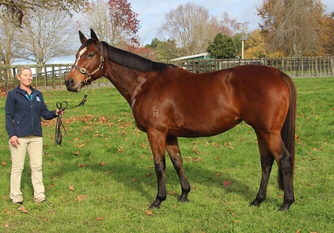 Queen Of Bordeaux will be sold on Gavelhouse Plus - Photo: Supplied