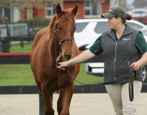 Cunningham bullish on weanling sale format