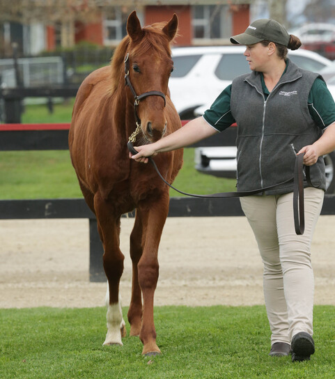 A Proisir colt out of Pennacchio parades at Curraghmore earlier this week. Photo: Trish Dunell