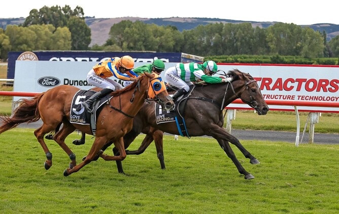 Shockallia kicks clear of his rivals to claim the Listed Positive Signs + Print Dunedin Gold Cup (2400m) at Wingatui on Saturday.  - Photo: Monica Toretto