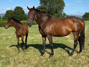 Foster Foal Service - A Yearly Review