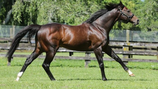 Rich Hill Stud shuttle stallion Satono Aladdin, the sire of Grand Impact, who won on debut at Geelong on Friday.  - Photo: Trish Dunell