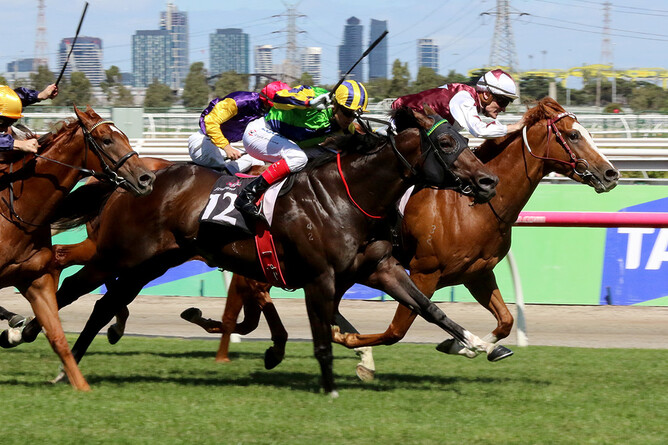 Tivaci (No.12) defeats Palentino and Tulsa in the C.S. Hayes Stakes at Flemington-  photo courtesy of Darryl Sherer