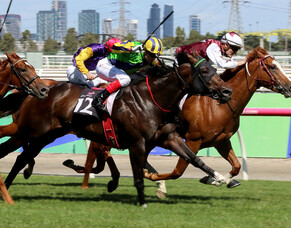Waikato Stud moves for Group One contender
