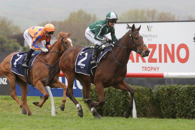 Best Seller credits her sire Wrote with his first stakes winner. - Photo: Trish Dunell