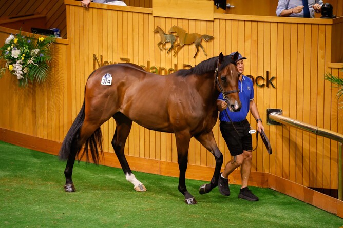 A colt by Zoustar topped the Ready To Run Sale at $825,000 to the bid of leading buyer Kin Man Yeung - Photo: Angelique Bridson