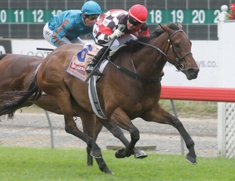 Irish Fling - Photo NZTM website