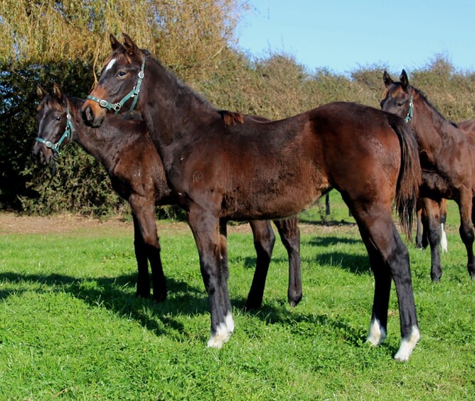 Satono Aladdin x Burning Desire, filly