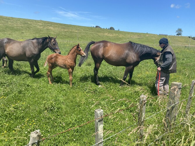 Humphrey O'Leary tends to his broodmares and foals on his farm in the Whangaehu Valley - Photo: Supplied