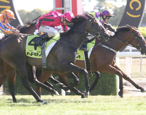 Start Wondering hits Group One glory again
