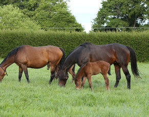 Mare returns due February 28