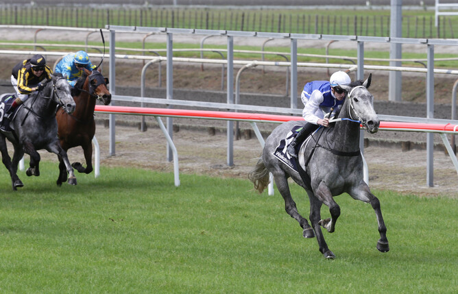 Polly Grey (Allanah - Azamour) winning the Listed Team Weallens Matamata Cup - photo Trish Dunell