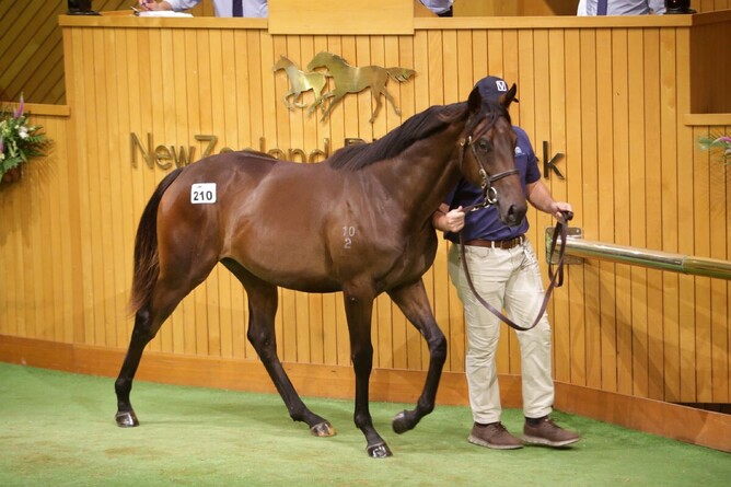 Lot 210 by Kingman sold for $650,000 to Boomer Bloodstock. - Photo: Trish Dunell