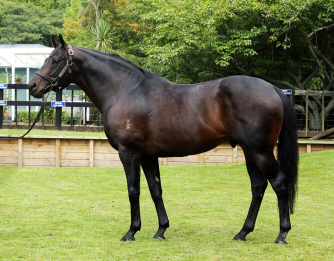 Rich Hill Stud stallion Shocking - Supplied