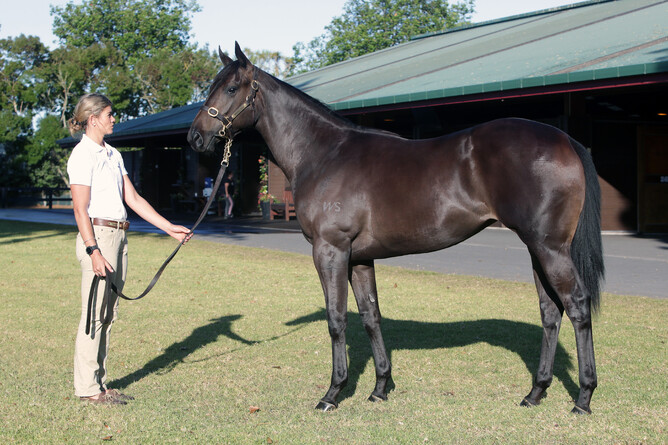 Lot 302 – The Savabeel filly out of Splits. Photo: Trish Dunell