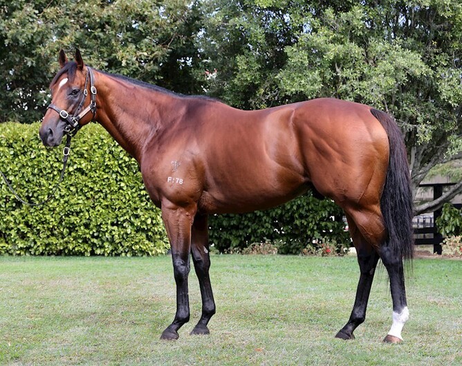 Super Easy will continue his breeding career in Western Australia.  - Photo: Supplied