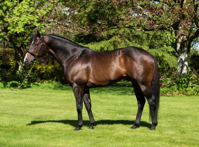 Shuttle stallion U S Navy Flag has registered his first winner in the northern hemisphere. - Photo: Supplied