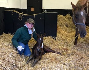 Irish National Stud Blog - Alice Jeffries