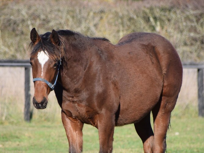 War Decree x Back Date colt