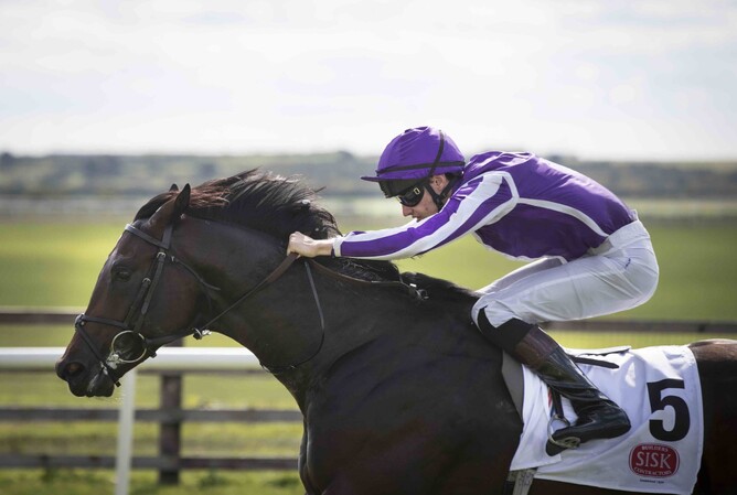 Ten Sovereigns will stand at Valachi Downs this coming breeding season for a fee of $20,000+GST. Photo: Supplied