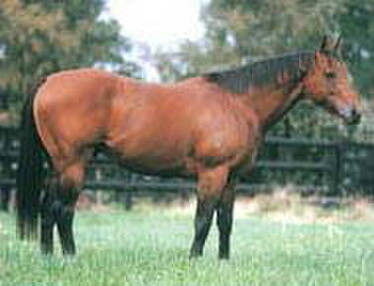 Pins, sire of two Group One winners, Econsul and now El Segundo