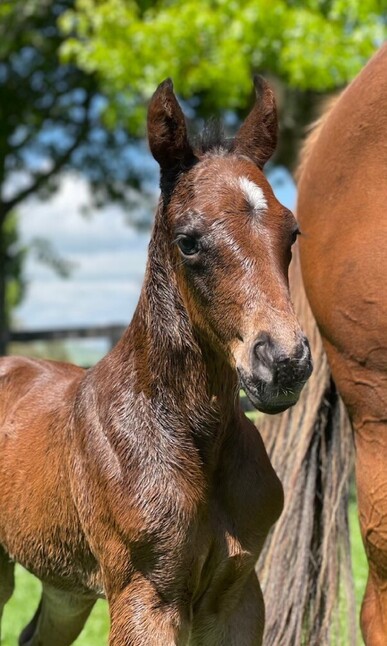 The Almanzor x Choice filly born just a few hours before Manzoice's Derby win. - Photo: Supplied