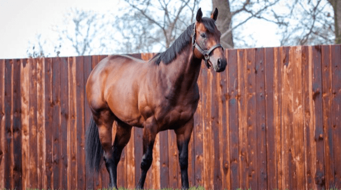 Cambridge Stud shuttle stallion, Hello Youmzain - Photo: Supplied