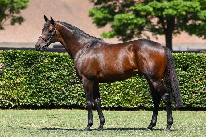 Time Test has returned to Little Avondale Stud for the 2021 breeding season. - Photo: Supplied