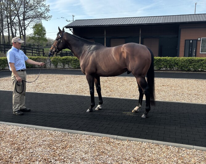 Epsom Derby winner Adayar, now standing at Darley Japan.