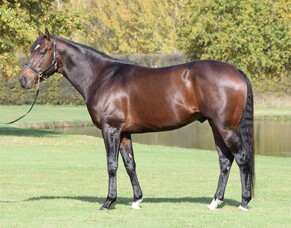 First Crop Sire Focus: War Decree