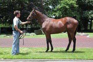 Irish Rebel (pictured above) made $800,000 in the Karaka Ring at NZB's 2011 Karaka Premier Sale
