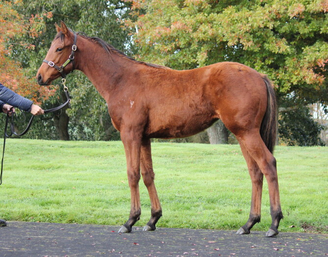 Savile Row - Twice Smitten, filly