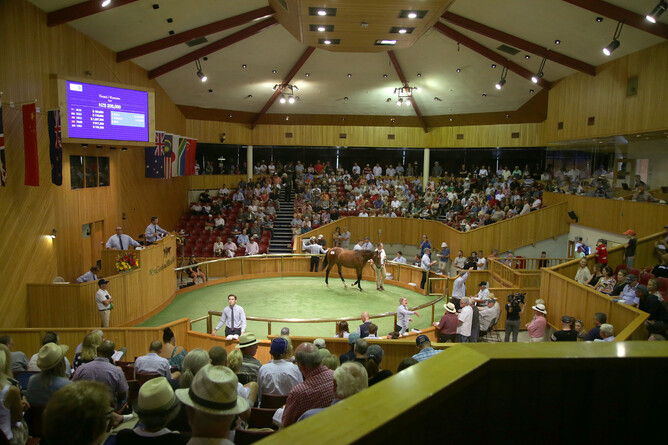 New Zealand Bloodstock’s 2022 National Yearling Sales have been moved to March. Photo: Trish Dunell