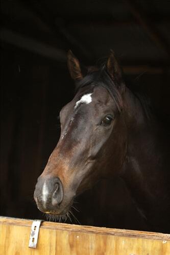 Antonio Lombardo pictured by Equine - Photographer Trish Dunell