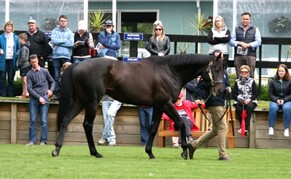 NZTBA Waikato Branch - 2017 Stallion Parade Roundup