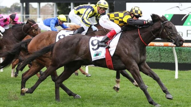 Passione finishes strongly to score at Caulfield  - Photo: Bruno Cannatelli