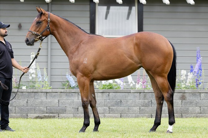 Lot 51, the Home Affairs filly out of More Than Ready mare Kylie's Fame.   - Photo: Supplied