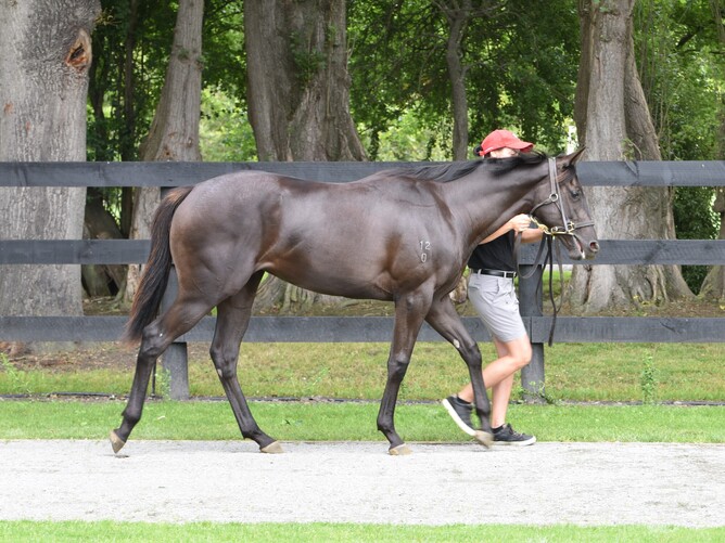 Lot 578, the Lonhro – Shuffled filly from Inglewood Stud Photo Credit: Supplied