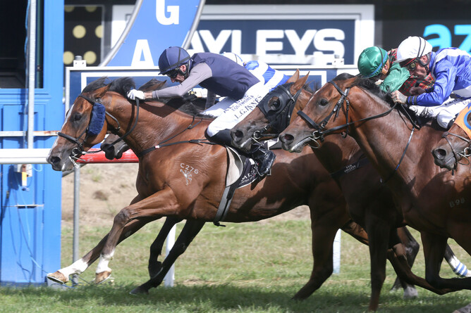 Leith Innes is getting desperate but Packing Rockstar has enough in hand to hold out his rivals at Tauranga Photo Credit: Trish Dunell