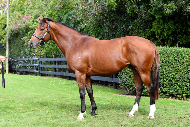 Grangewilliam Stud stallion Wyndspelle. Photo: Supplied