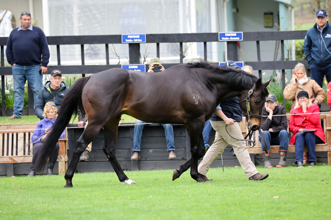 Rich Hill Stud stallion Proisir.  - Photo: Angelique Bridson