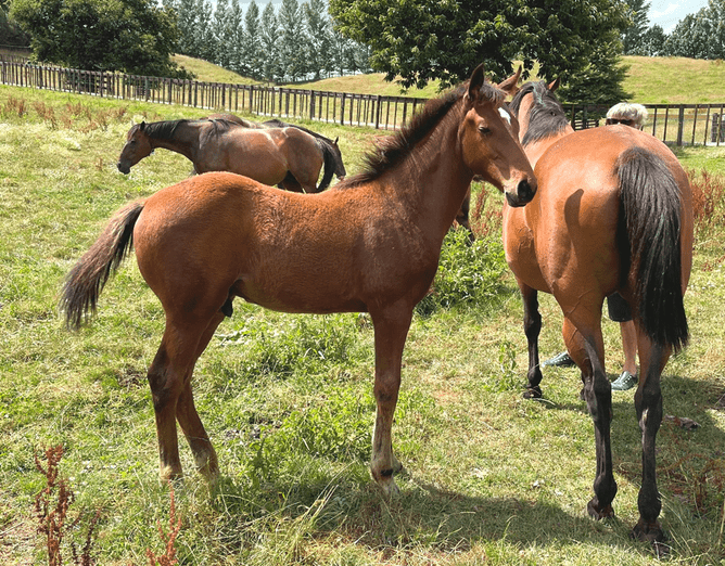 Checkmate pictured at two months old at Rich Hill Stud - Photo: Supplied