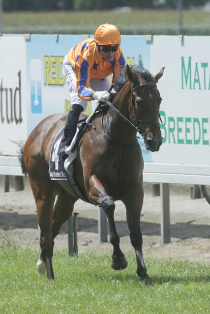 G1 Sistema Stakes winner Sword of Osman(Savabeel - Bunyah IRE)