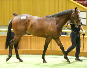 Per Incanto in demand at Karaka
