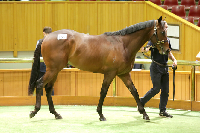 Cambridge bloodstock agent Garry Carvell purchased lot 352, a Per Incanto colt, for $330,000 out of Riversley Park’s draft. - Trish Dunell