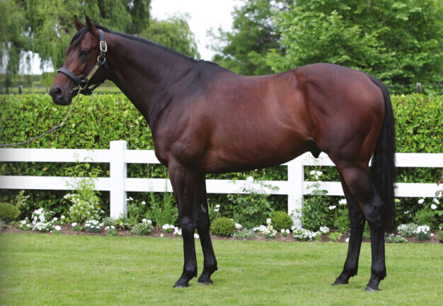 Cambridge Stud shuttle stallion Almanzor. Photo: Supplied