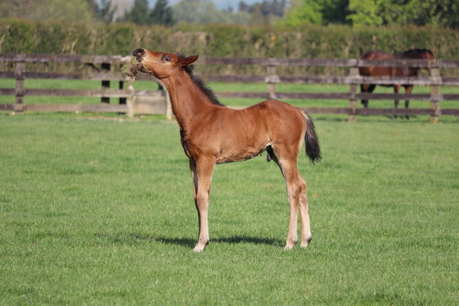 The 2019 Charm Spirit x Missile Bay colt at Windsor Park Stud - Supplied