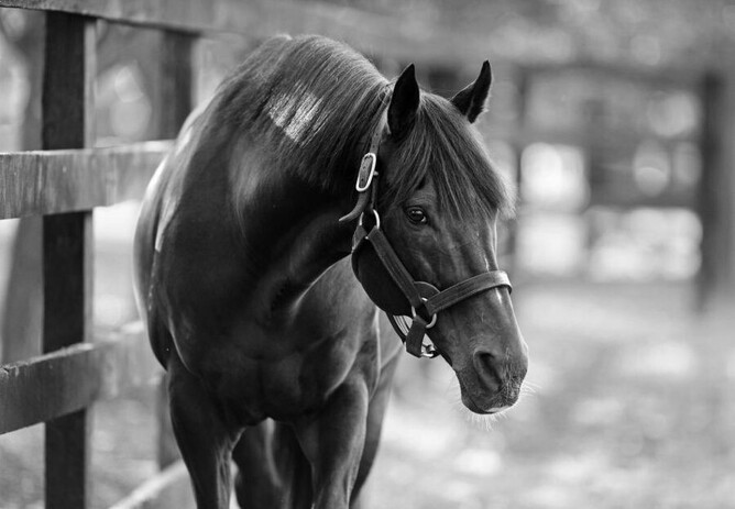 Champion racehorse and sire So You Think has passed away, aged 19.