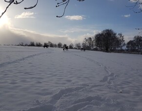 Irish National Stud recipient Danielle Southey's second blog